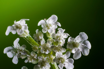 Macro of flower at the studio