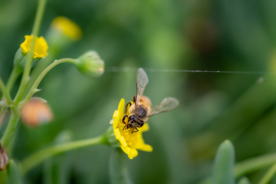 Closeup of a Bee collecting pollen from flowers