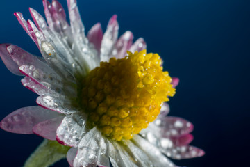 Macro of flower at the studio