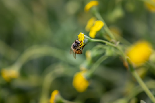 Closeup of a Bee collecting pollen from flowers