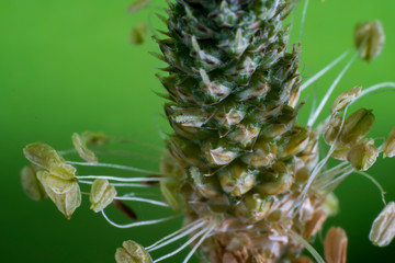 Macro of flower at the studio