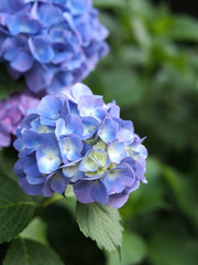 日本の東京都王子の飛鳥山で咲く　紫陽花の紫色の花