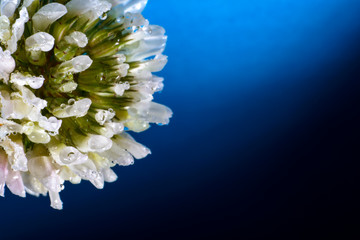 Macro of flower at the studio