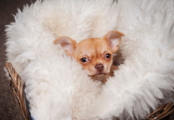 Close up of a lovely, cute domestic breed mammal Chihuahua puppy friends lying, relaxing in a dog...