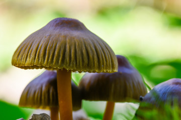 Mushrooms in the forest, beautiful background and light