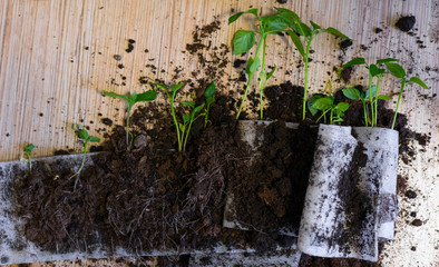 Seedlings prepared for transplanting lie on the table. Top view.