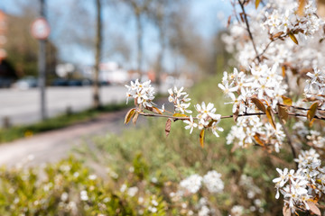 Closeup of blooming Jasmine branch, flowers near street, sunny day, blue sky