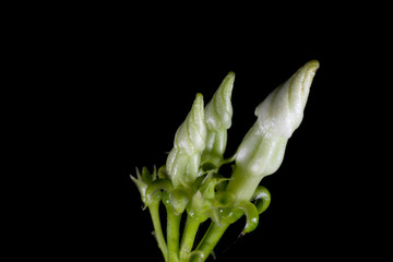Macro of flower at the studio