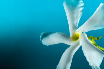 Macro of flower at the studio