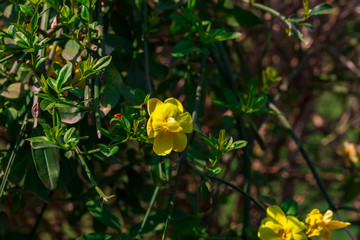 yellow spring flowers against a blurred background. Spring blooming tree