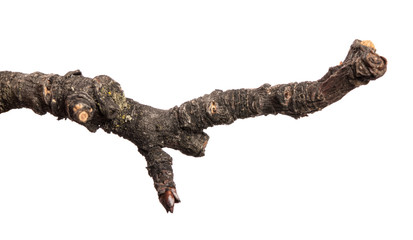 Fototapeta premium part of an old dry pear tree branch. isolated on white background