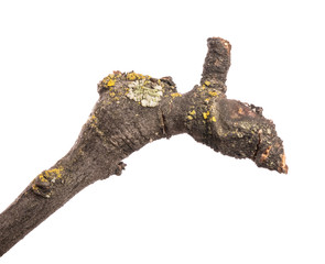 part of an old dry pear tree branch. isolated on white background