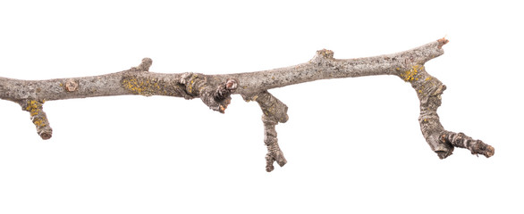 part of an old dry pear tree branch. isolated on white background