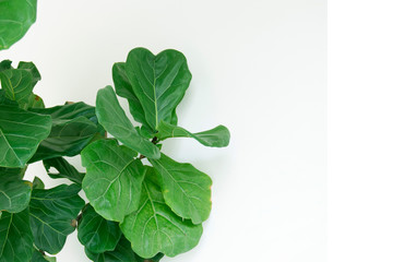 Scandinavian Decor style Plant Green Leaf.Fiddle Leaf Fig Tree