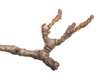 part of an old dry pear tree branch. isolated on white background