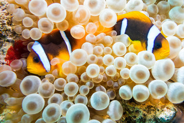 Naklejka na ściany i meble Clownfish in maldives