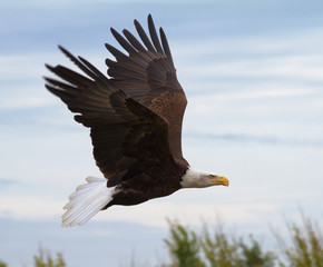 A Side View Of A Bald Eagle, Haliaeetus Leucocephalus, Flying Along The Tree Line With Wings...