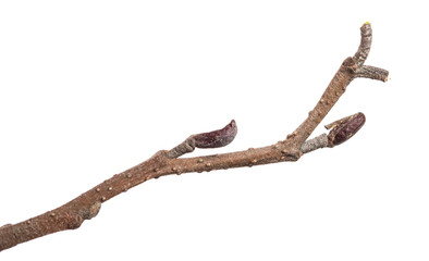 part of an old dry pear tree branch. isolated on white background