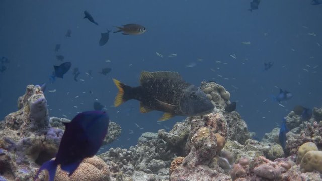 Orange-spotted emperor (Lethrinus erythracanthus) on partially bleached coral reef. Indian ocean, Maldives. 4K