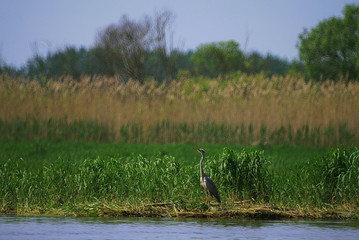 Grey heron (Ardea cinerea) flying in nest period