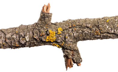 part of an old dry pear tree branch. isolated on white background
