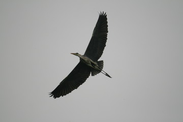 Grey heron (Ardea cinerea) flying in nest period