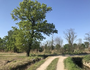 Secluded oak tree in a large park on a spring day