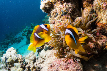 Fototapeta na wymiar Clownfish in maldives
