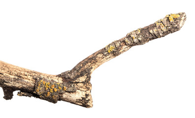 part of an old dry pear tree branch. isolated on white background