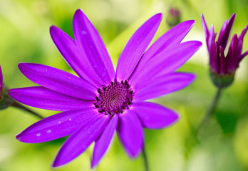 Bright purple flower in full bloom aainst a natural blurred green background. The flower has crisp clear petals and a detailed purple stamen