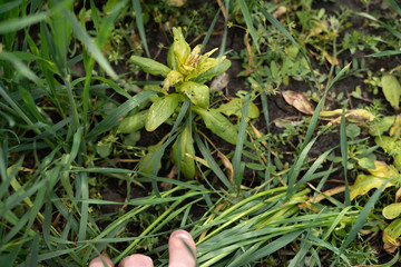 Weed killed by pesticide treatment on winter wheat