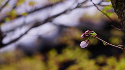 春を待つ桜の蕾