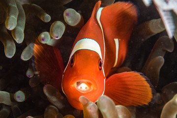 Clownfish in Lembeh with a parasite