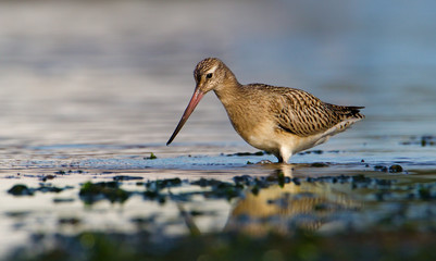 A Bar Tailed Godwit,  Limosa Lapponica, Looking For Food In The Shallows Along The Shore Line....
