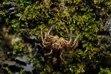 Curious Spider Looking At the Lens