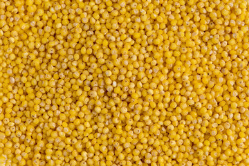 Top view close up macro on yellow uncooked millet groats, horizontal format