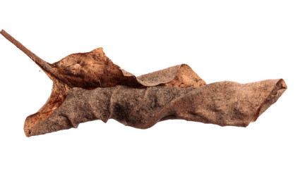 old dry swirling leaf of a plant. isolated on white background
