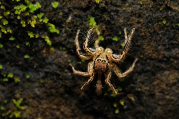 Spider on a wall