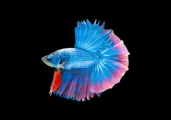 Siamese fighting fish movement on black background.