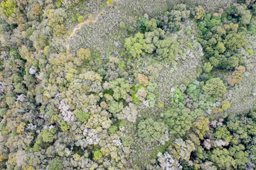 An aerial view shows forest and scrub vegetation covering hilly slopes in Northern California. This region receives seasonal precipitation and thus is green in the winter and golden in the summer.