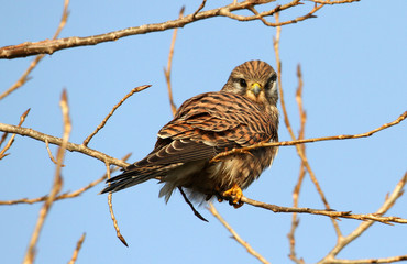Juvenile Kestrel, Falco tinnunculus, blind in the left eye, perched on a branch against a blue sky. Taken at Stanpit Marsh UK