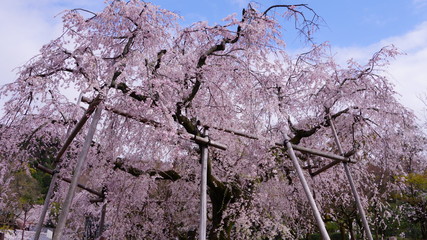 京都東山の円山公園の枝垂れ桜