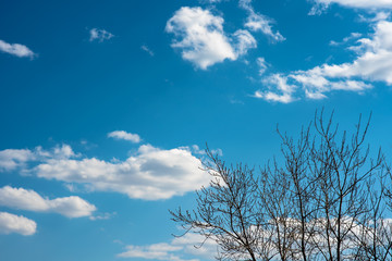 bare trees and blue sky