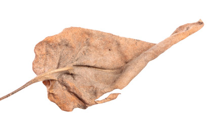 old dry swirling leaf of a plant. isolated on white background