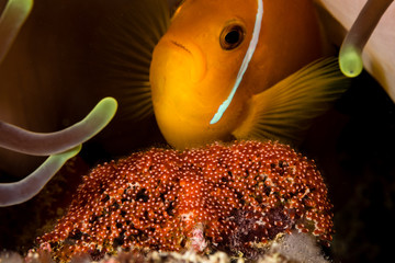 Clownfish breeding his eggs. - obrazy, fototapety, plakaty