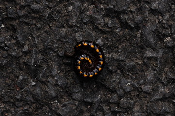 Millipede in coiled position on the ground