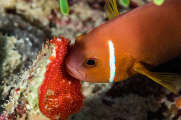 Clownfish breeding his eggs.