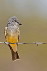 Vertical of Cassins Kingbird, Tyrannus vociferans, perched on wire