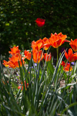garden scene with tulips in backlight blooming in yellow, orange and red in front of other green plants in the blurry background
