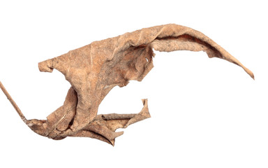 old dry swirling leaf of a plant. isolated on white background